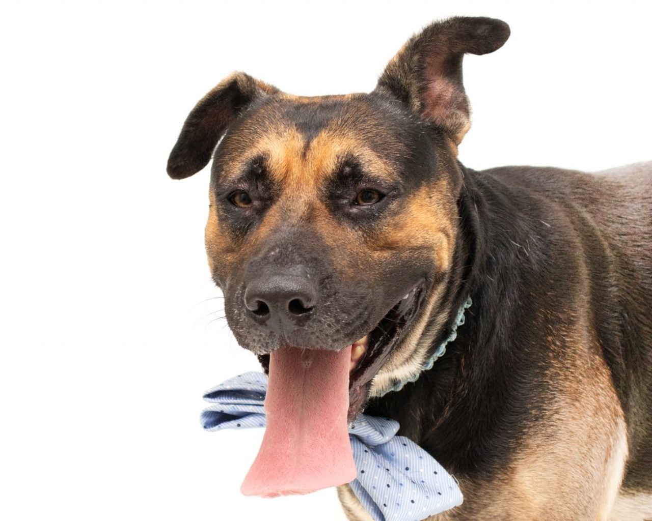 10 adoptable dogs available right now at Orange County Animal Services