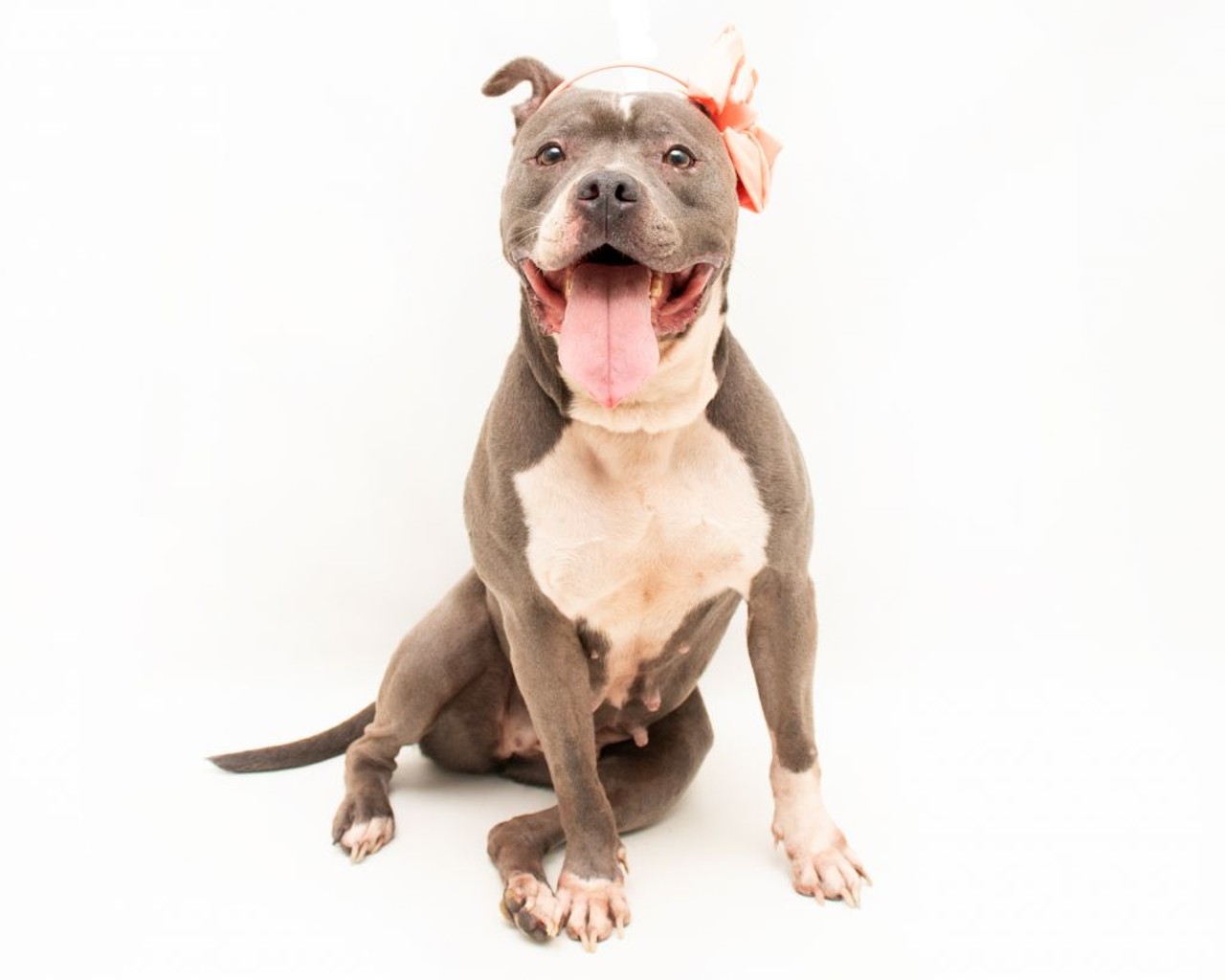 10 adoptable dogs available right now at Orange County Animal Services