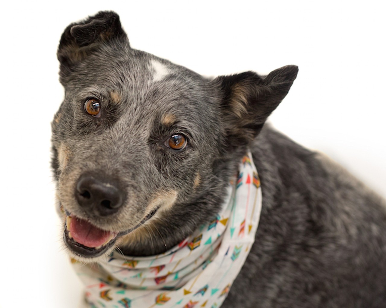 10 adoptable dogs looking for a second chance in Orlando