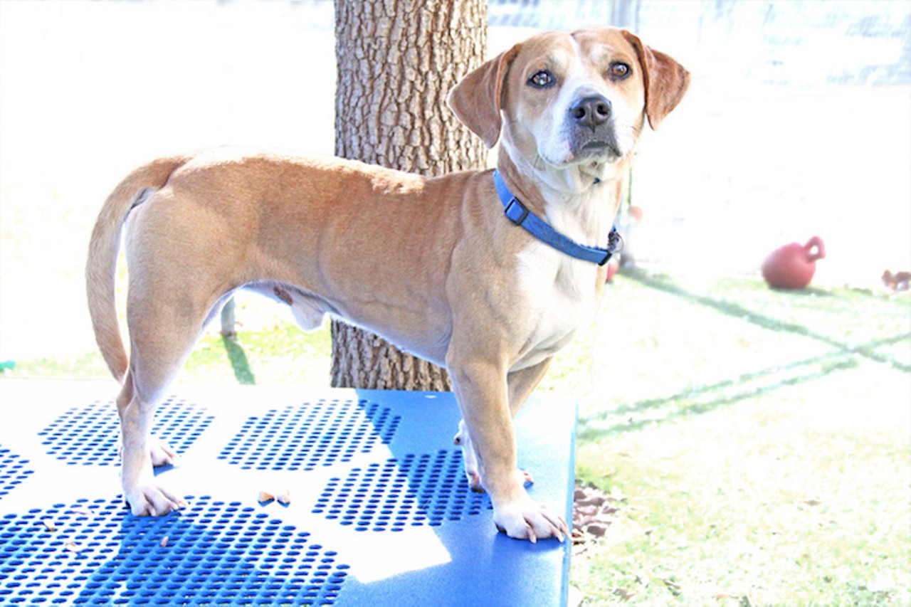 10 adorable adoptable dogs in Orlando who needs homes now