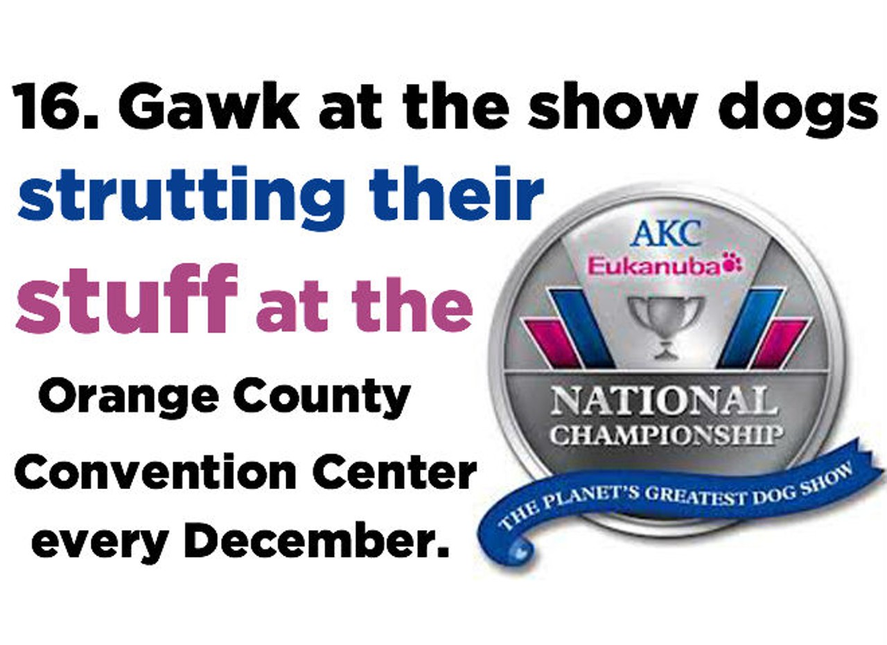 16. Gawk at the show dogs strutting their stuff at the AKC Eukanuba National Championship at the Orange County Convention Center (Dec. 14-15, akc.org/nationalchampionship)