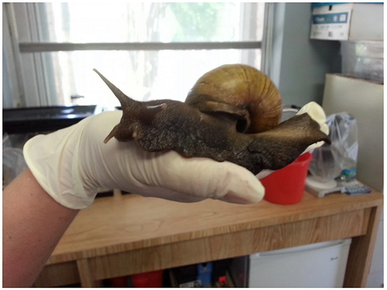You could get meningitis from a giant snail.
Photo via Orlando Weekly