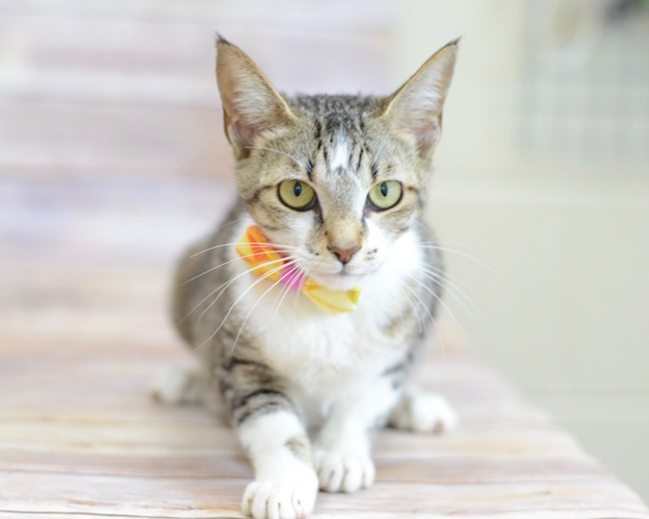 11 adoptable kitties looking for a new home in the Orlando area
