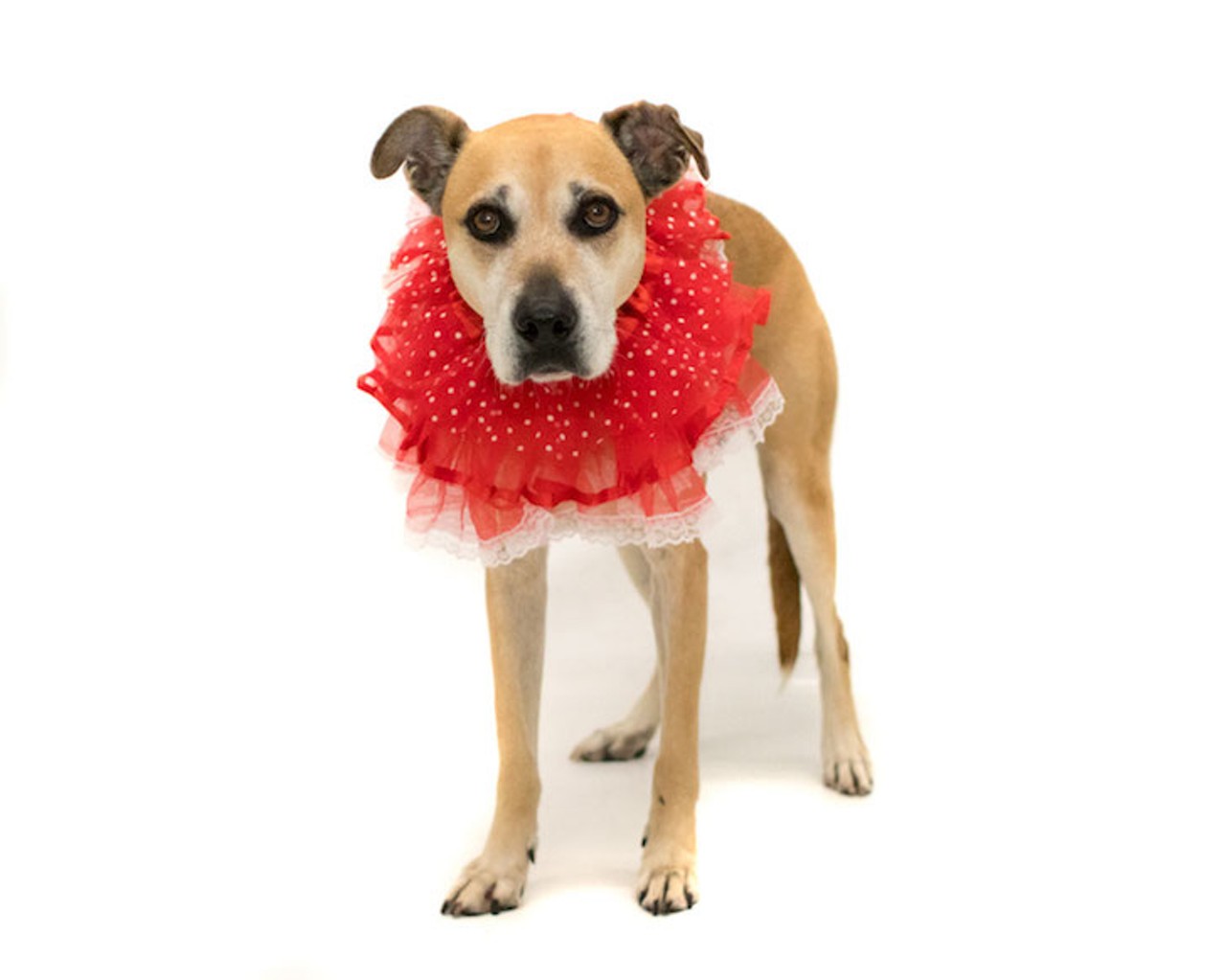 12 adoptable Orange County pups looking for a new Valentine