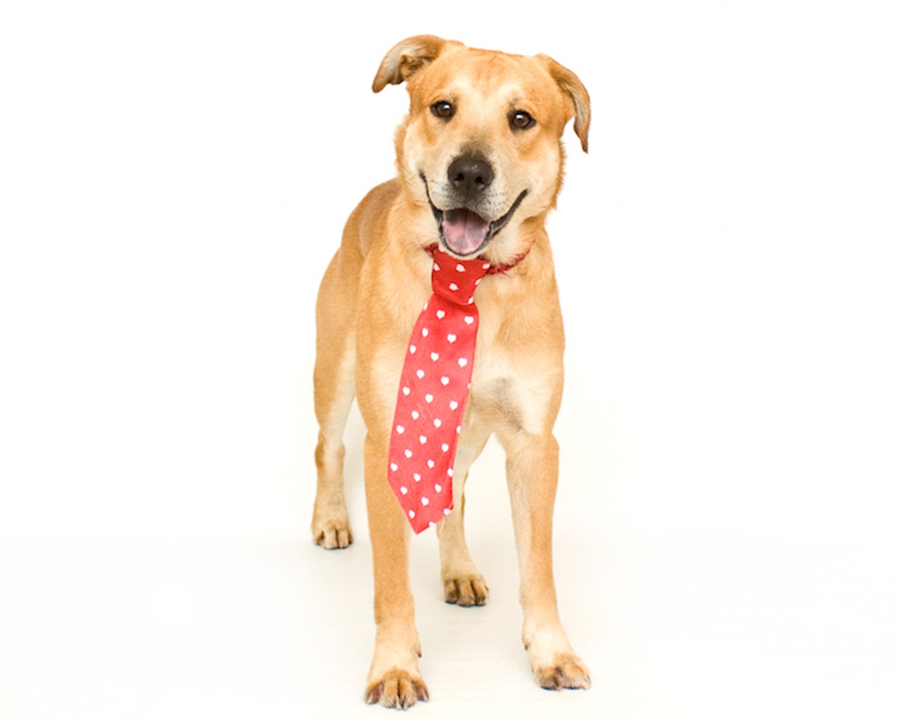 12 adoptable Orange County pups looking for a Valentine