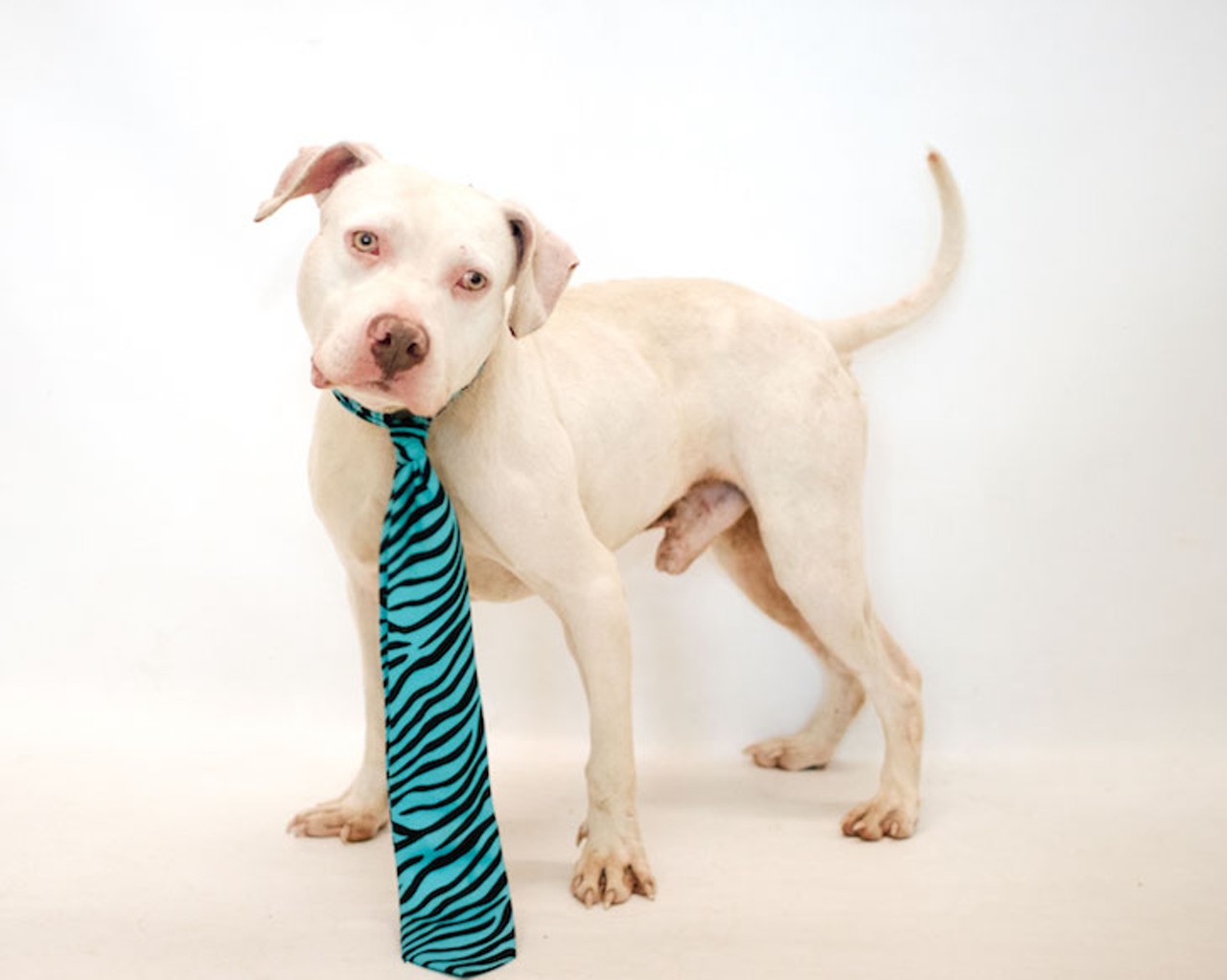 13 adoptable dogs waiting to meet you at Orange County Animal Services