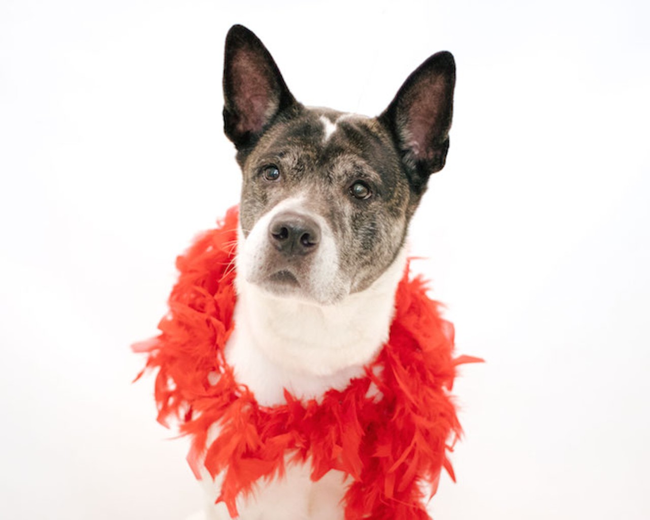 13 adoptable dogs waiting to meet you at Orange County Animal Services
