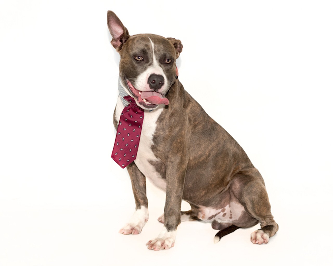 13 adoptable pups available right now at Orange County Animal Services