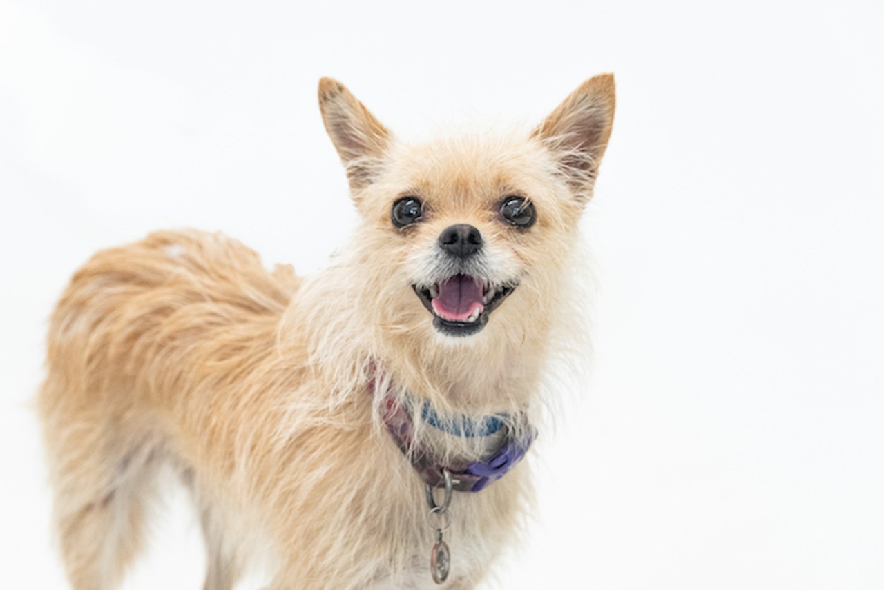 13 tiny, medium, and large dogs you can adopt in Orange County right now