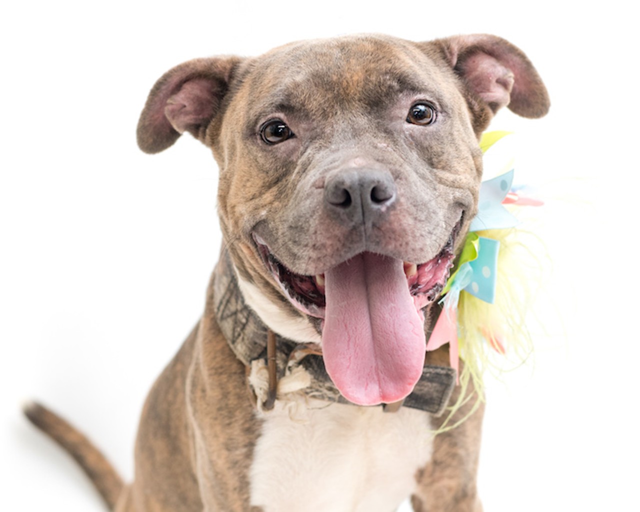 14 fabulous dogs you can adopt right now in Orange County