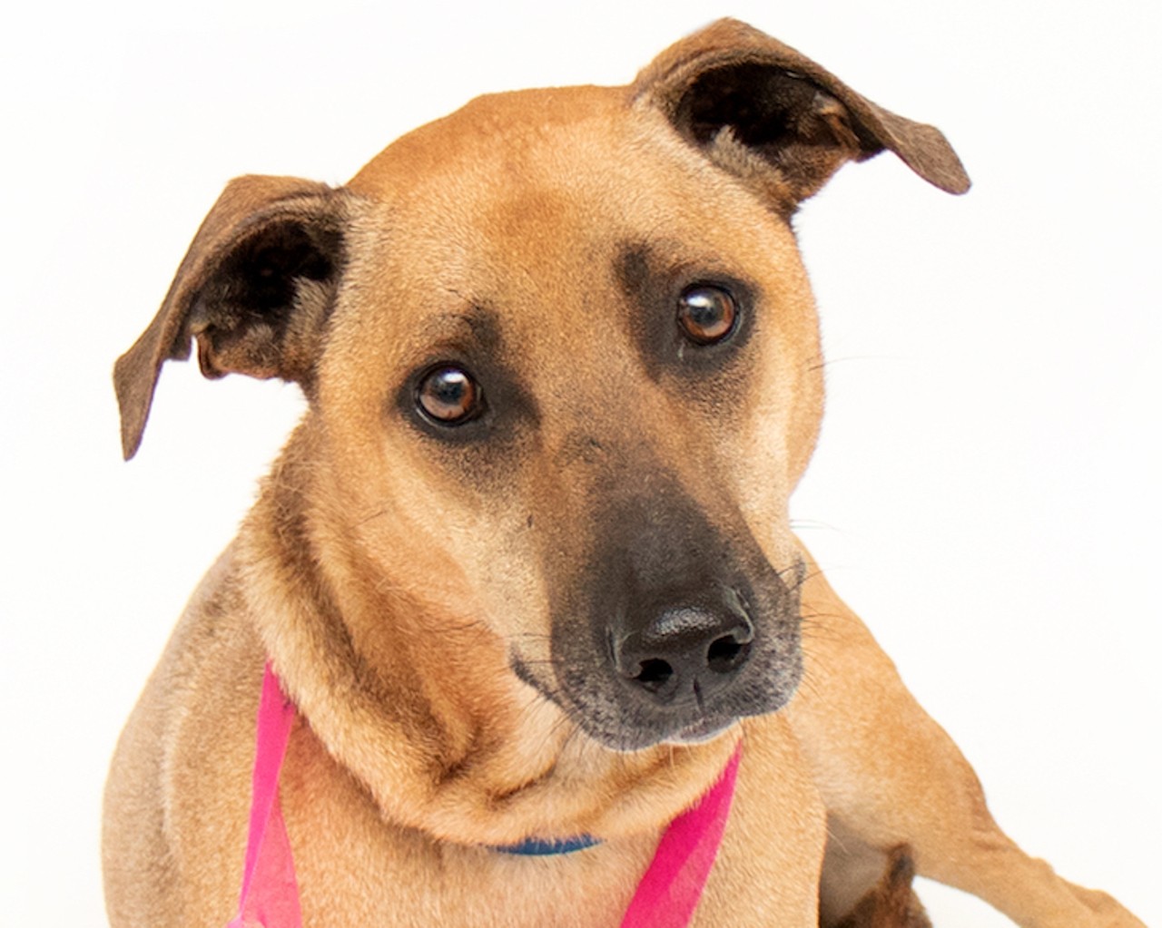 15 adoptable Orange County pups looking for a new home this Valentine's Day
