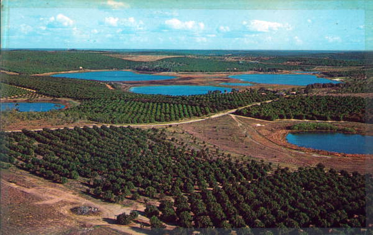 Aerial view of orange groves in Clermmont via floridamemory.com