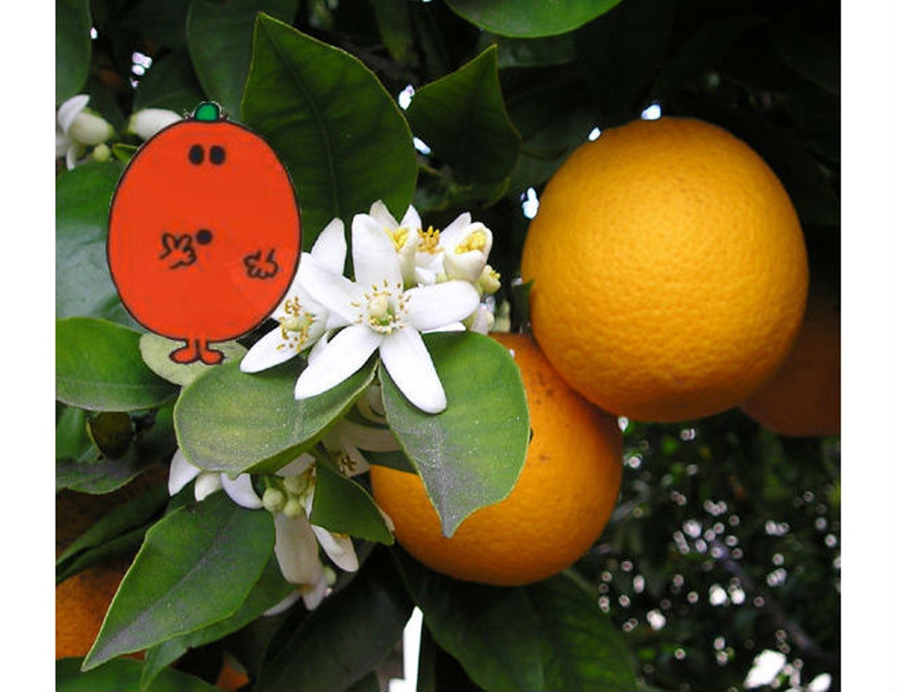 Forget citrus:Florida&#146;s environment has forsaken the citrus plant. Greening is slowly killing off our state&#146;s favorite fruit tree, leaving a substantial orange/lemon-shaped gap in our agricultural sector. Blueberries, pomegranates and some varieties of peach are perfectly suited for our climate and have earlier yields than fruits like oranges and lemons, and they all happen to be worth more on the market than our iconic citrus.