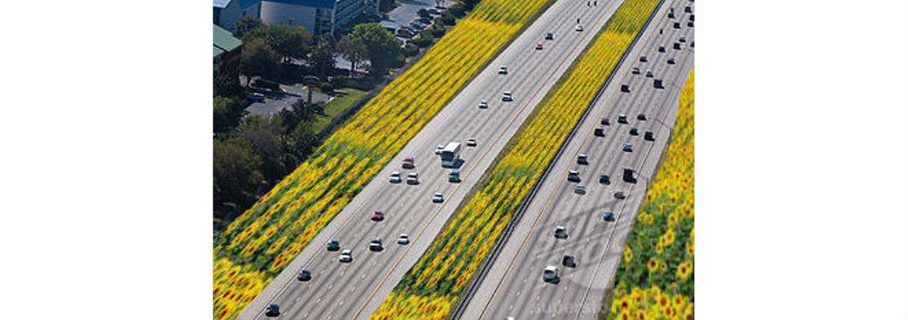 Sunflower farms:OK, besides just loving the seeds, you can make oil from them and they look gorgeous. Can we just plant all of the shoulders along the highways? We could be the SunFLOWER State, get it?