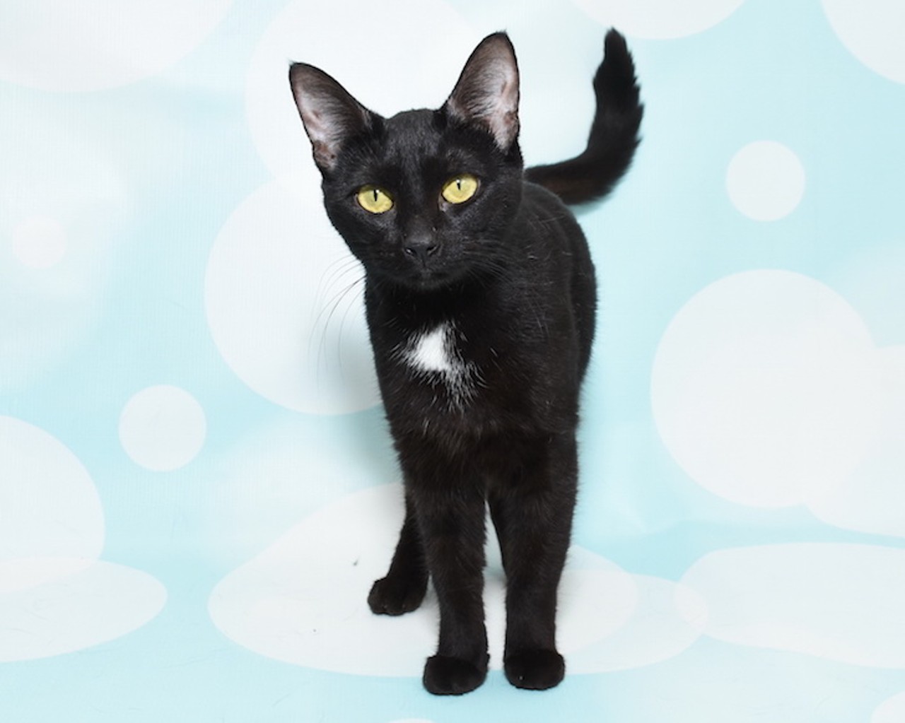 16 absolutely gorgeous, velvety-soft, adoptable Orlando cats