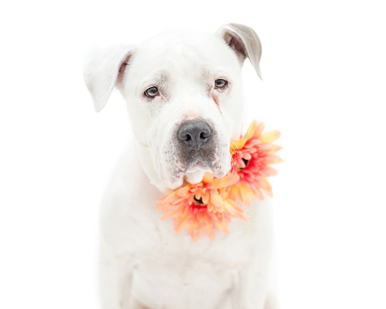 16 adoptable dogs in Orlando any mom would love