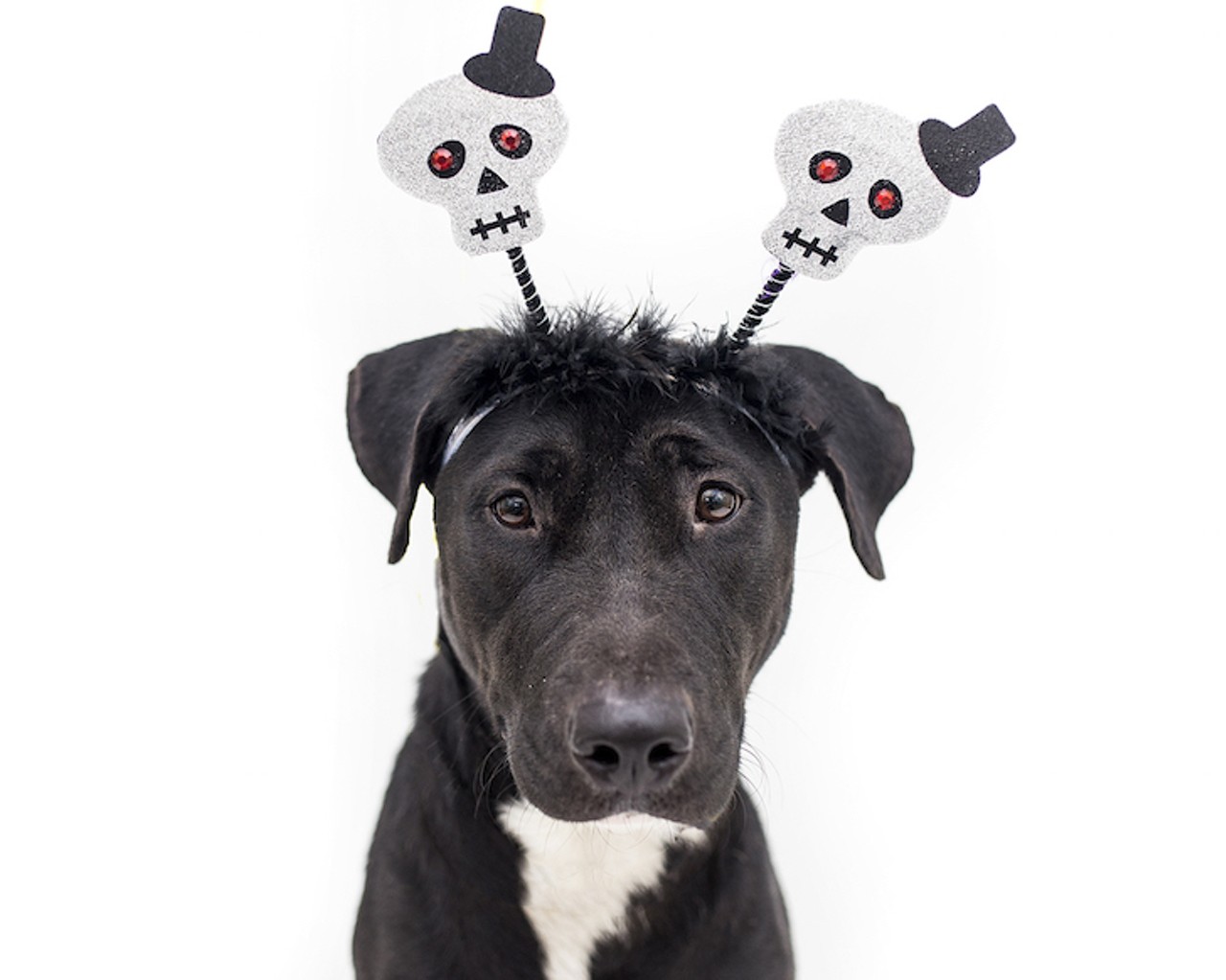 16 adoptable dogs that would love to be your trick-or-treat buddy