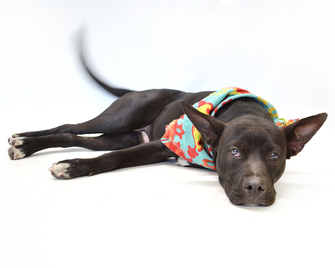 16 adoptable dogs that you could be petting right now
