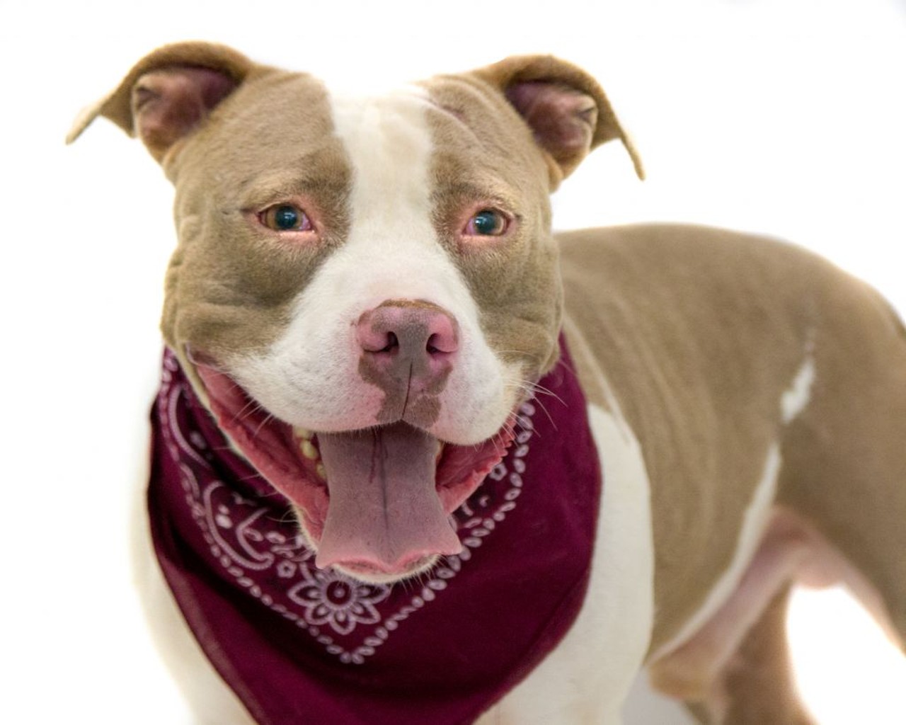 16 adoptable pooches ready to meet you at Orange County Animal Services