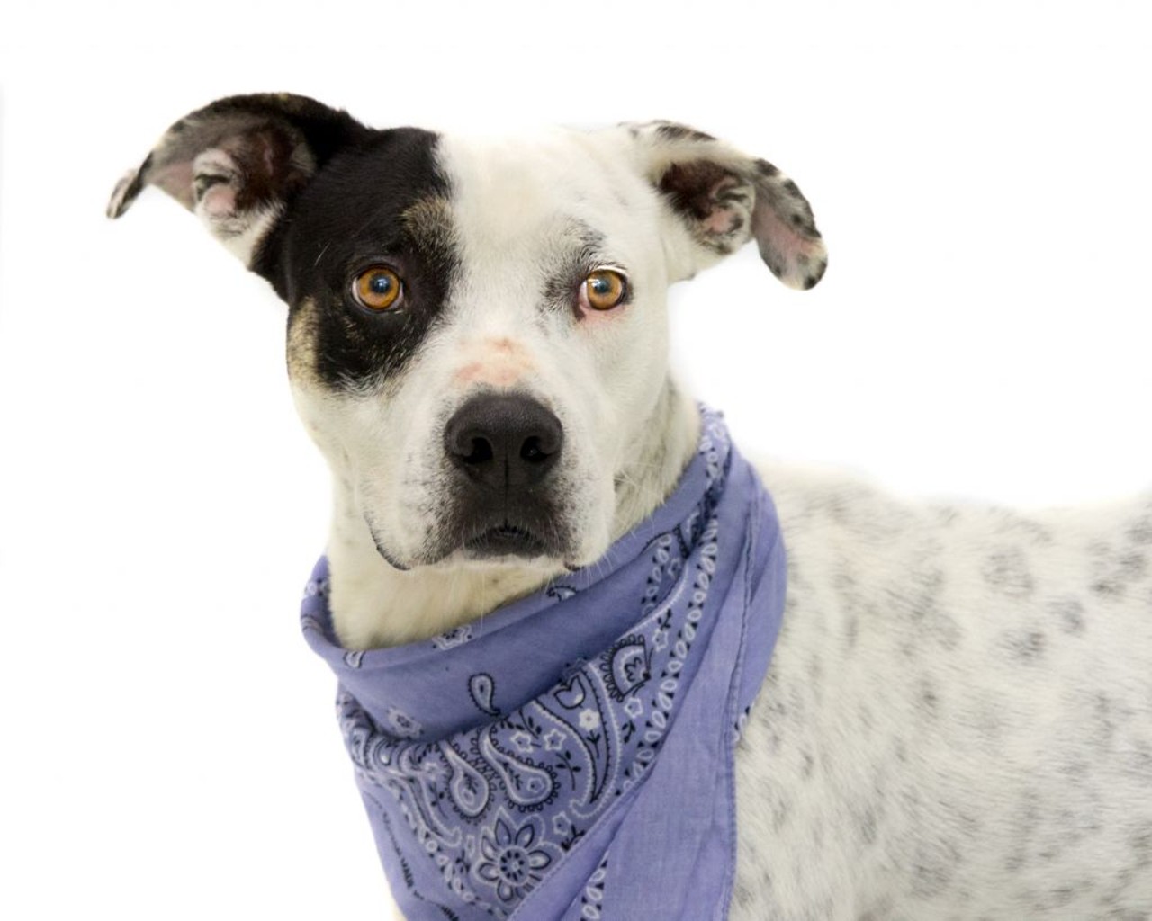 16 adoptable pooches ready to meet you at Orange County Animal Services