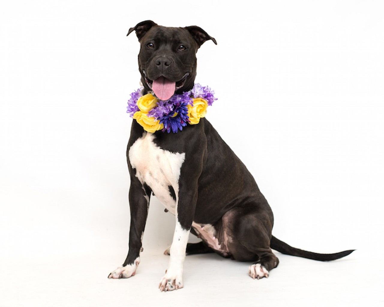 16 adorable Orlando dogs that vote to be adopted