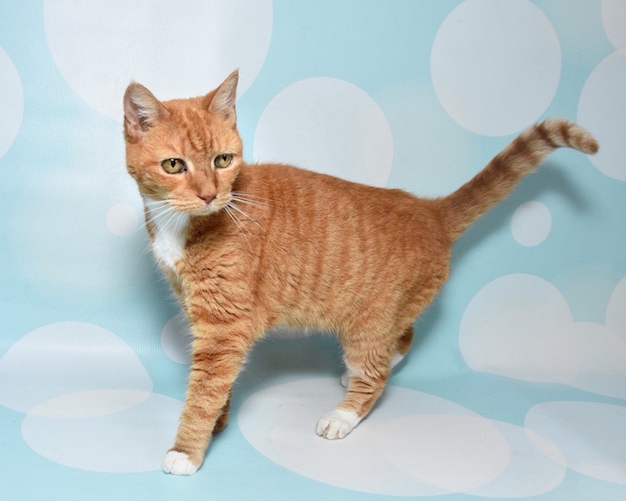 17 adoptable cats available right now at Orange County Animal Services