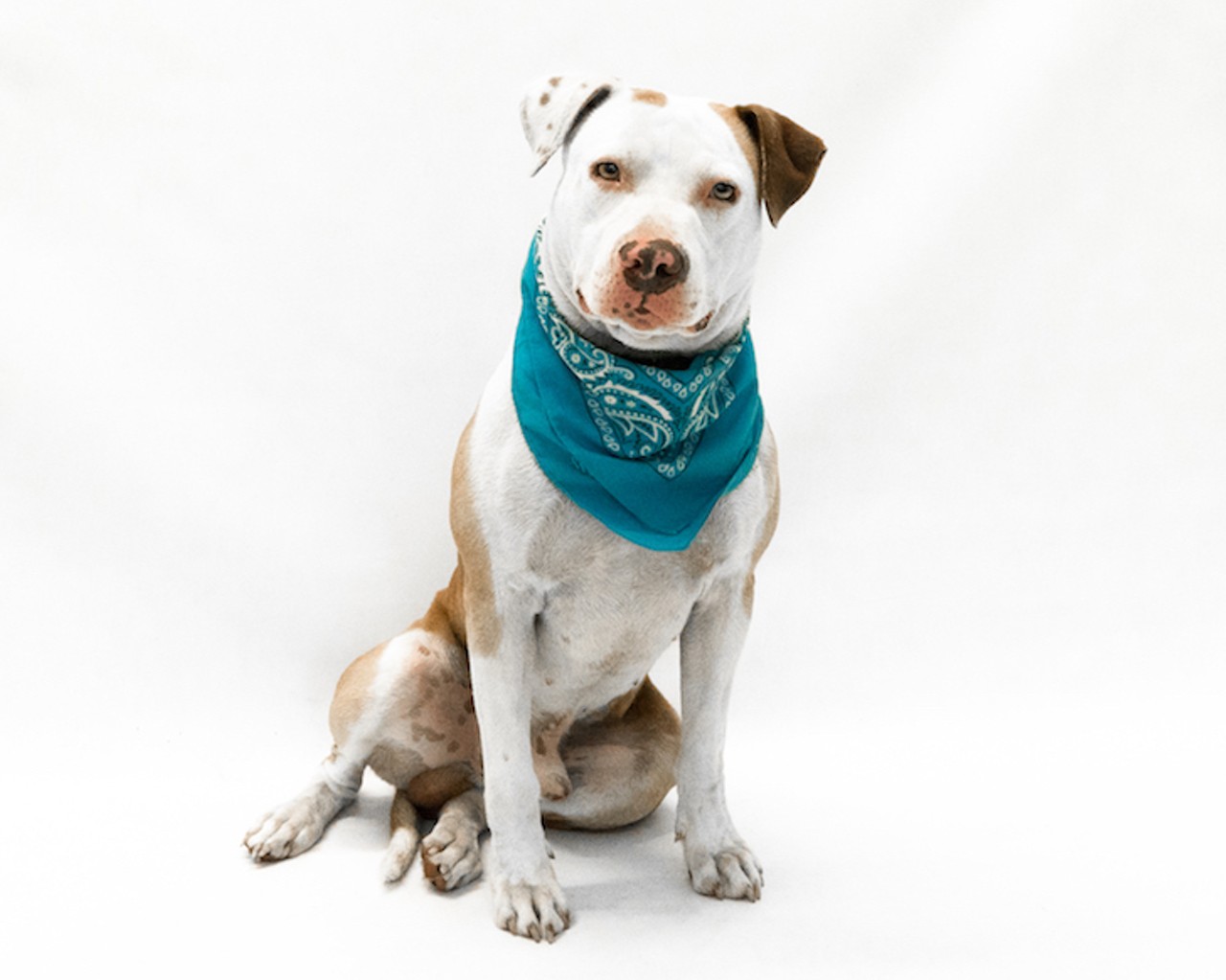 17 adoptable dogs available right now at Orange County Animal Services