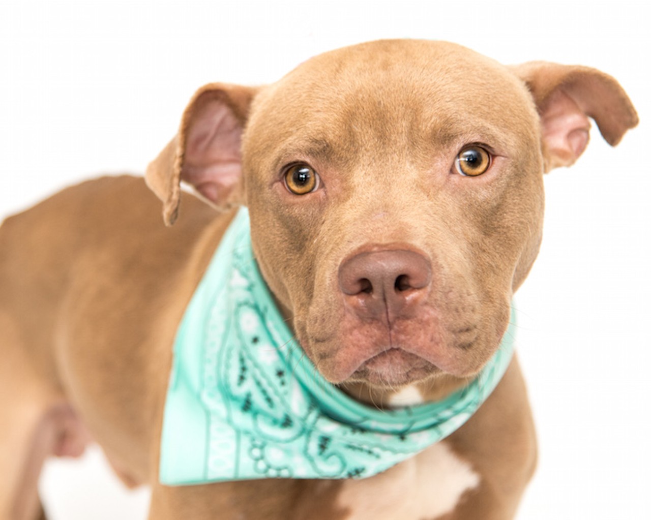 18 adoptable doggos available right now at Orange County Animal Services