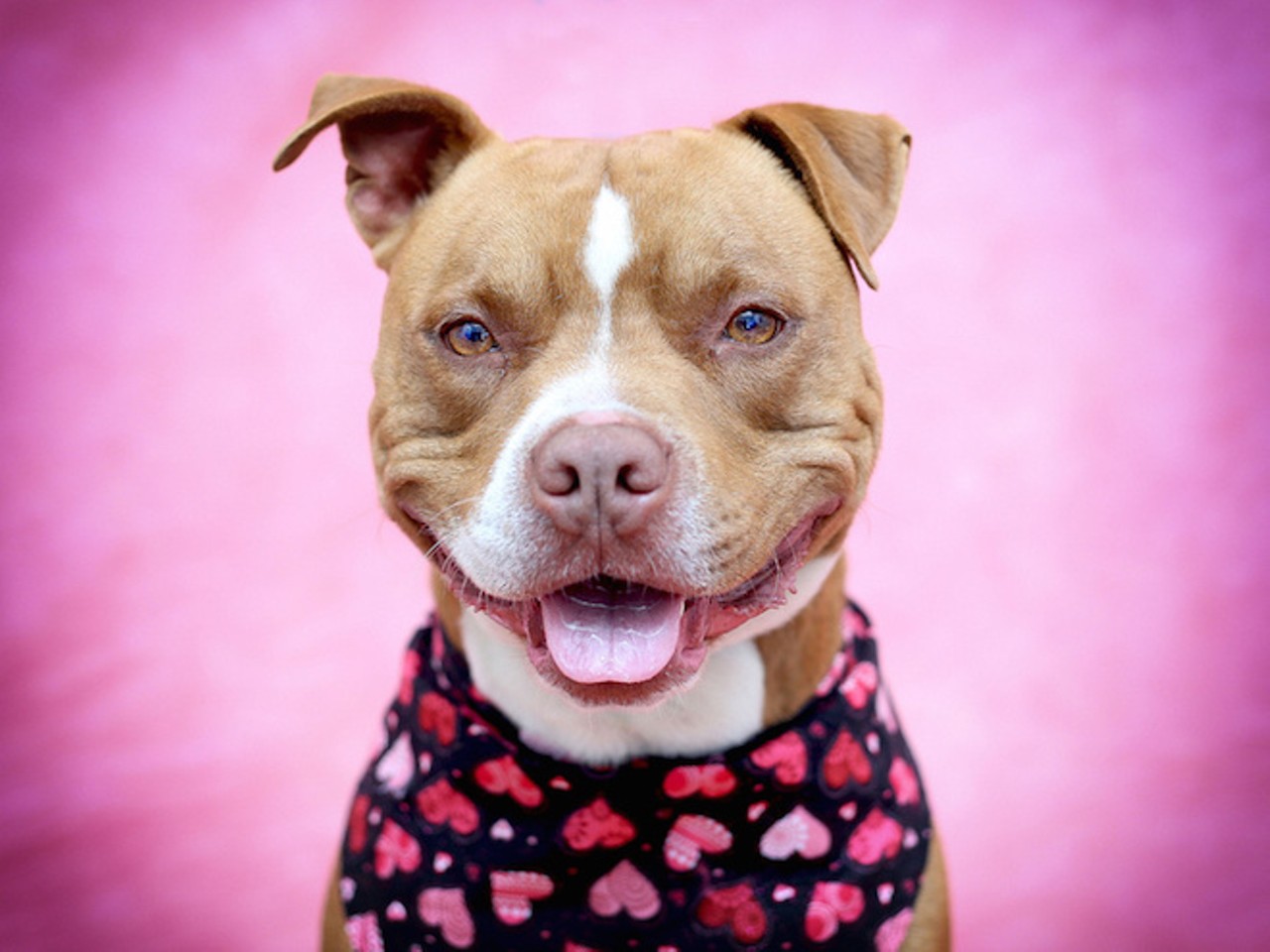 18 adoptable dogs looking for love right now