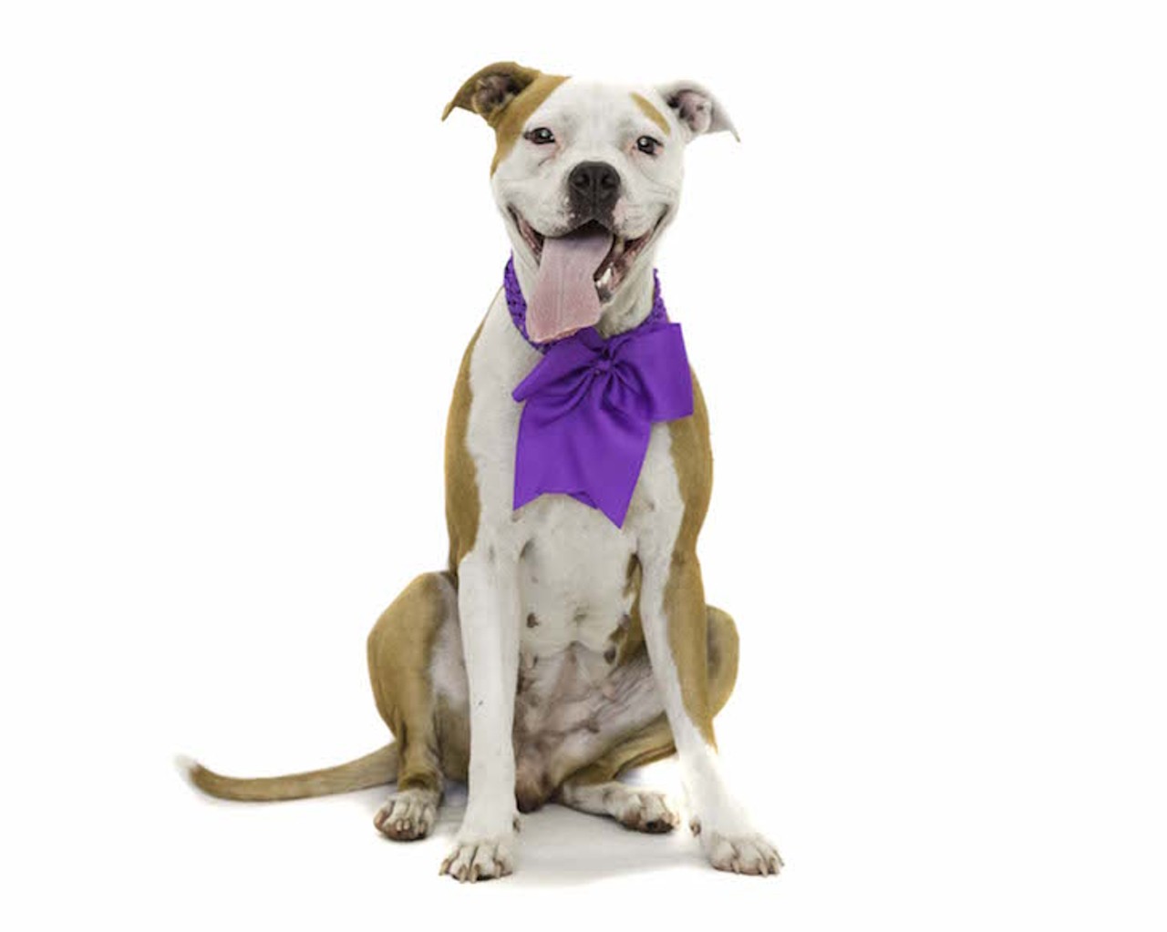 18 adoptable dogs you could be petting this weekend