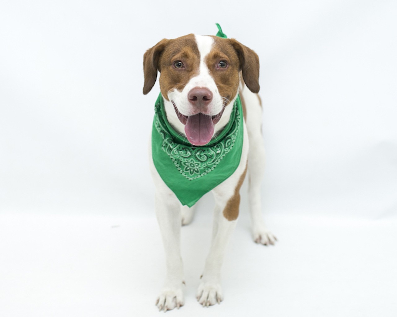 18 adoptable Orange County dogs ready for a serious commitment