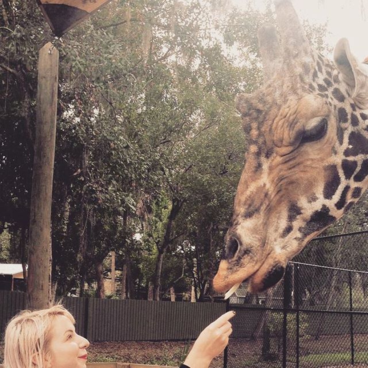 Instagram user iwontloveyou celebrated her birthday by feeding a giraffe at the Central Florida Zoo.