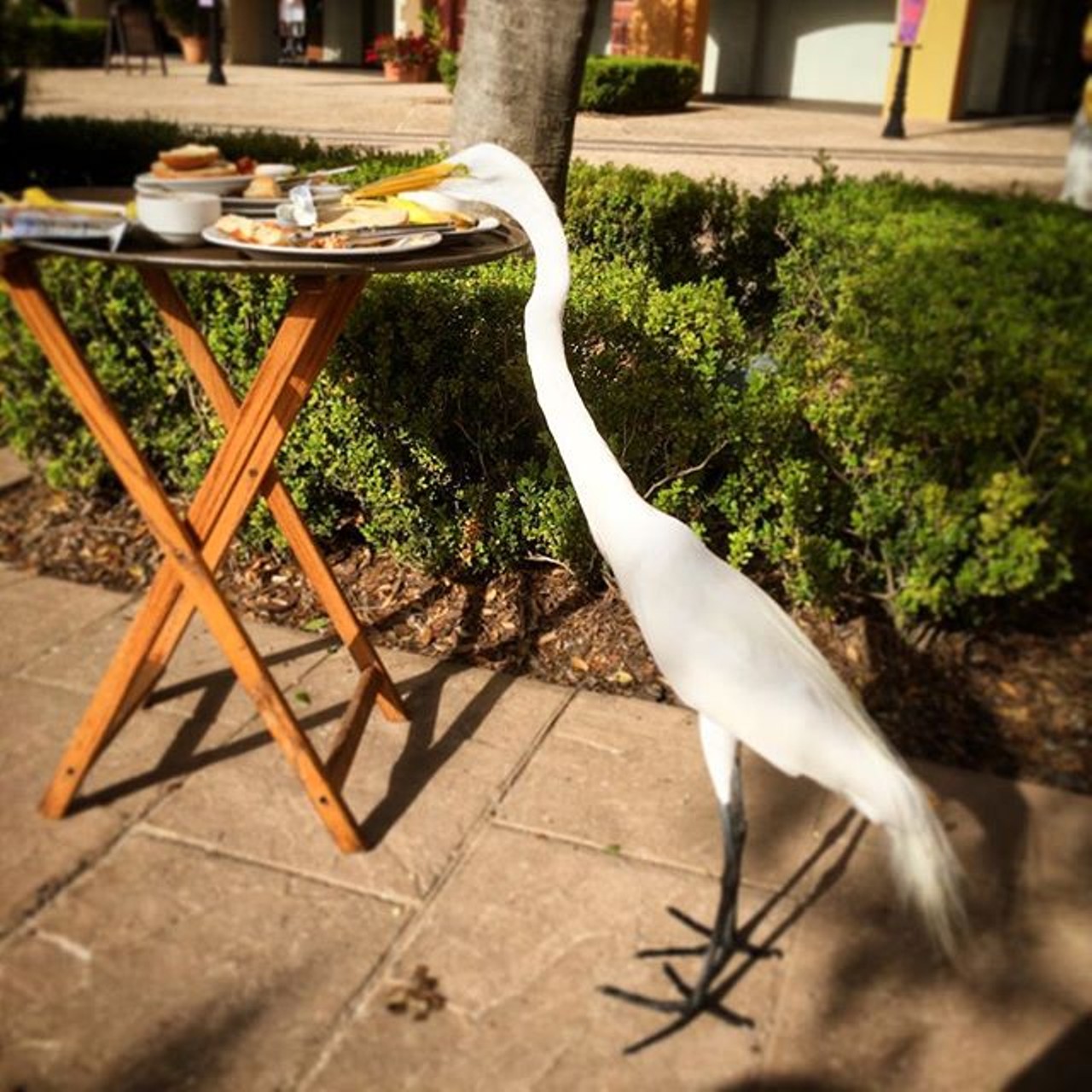 This bird was tryin' to score a free lunch. Photo via
