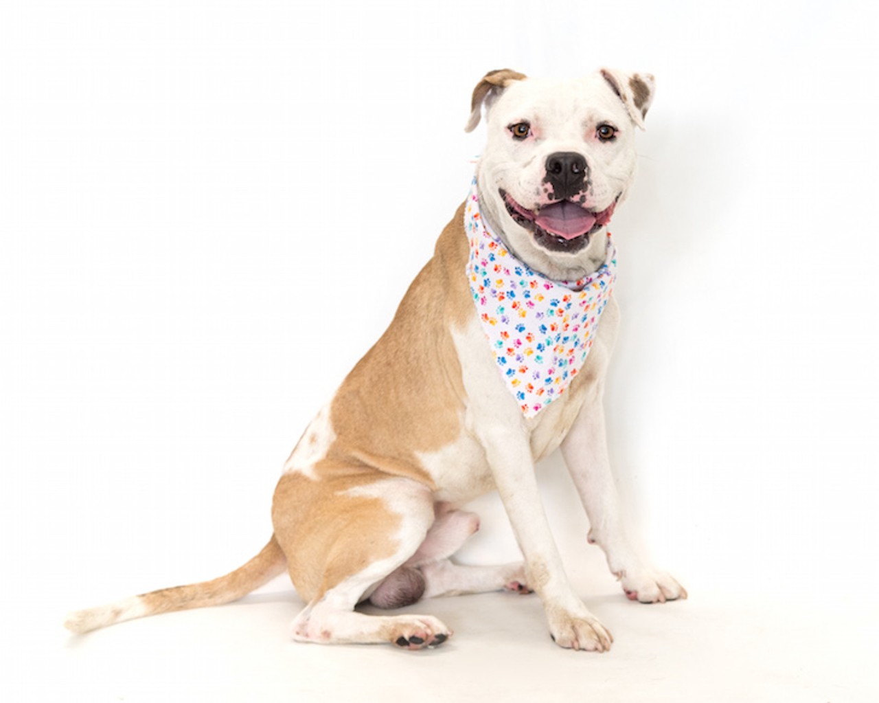 19 adoptable dogs looking for a good home in Orange County