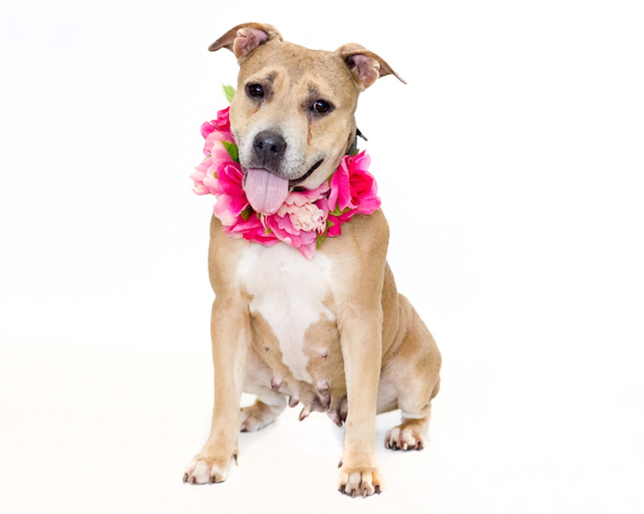 19 adoptable dogs looking for a good home in Orange County