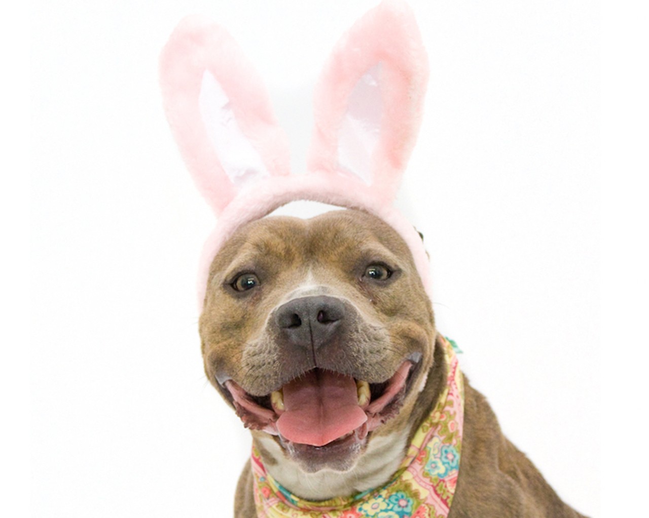 19 adoptable dogs that are cuter than the Easter bunny