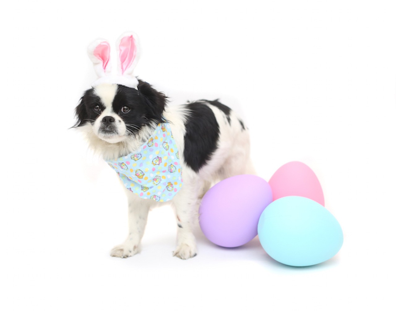 19 adoptable dogs that are cuter than the Easter bunny