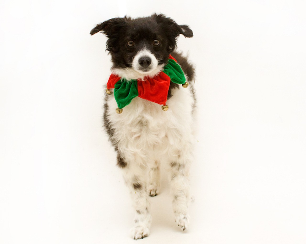 19 adoptable dogs that would love to spend the holidays with you