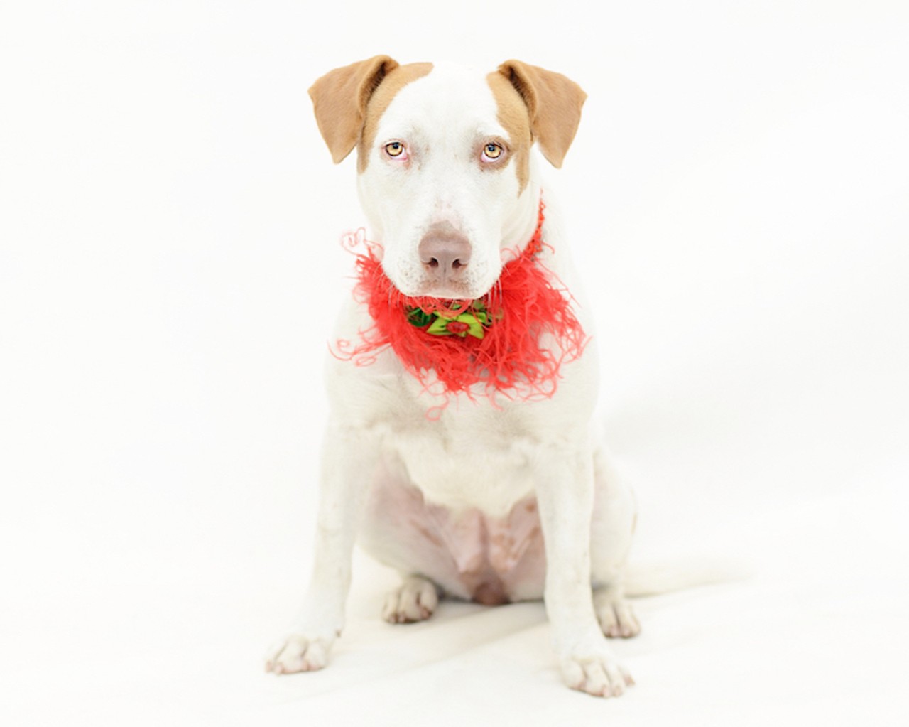19 adoptable dogs that would love to spend the holidays with you