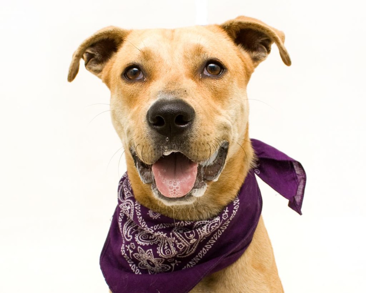19 adoptable dogs you could be petting right now at Orange County Animal Sevices