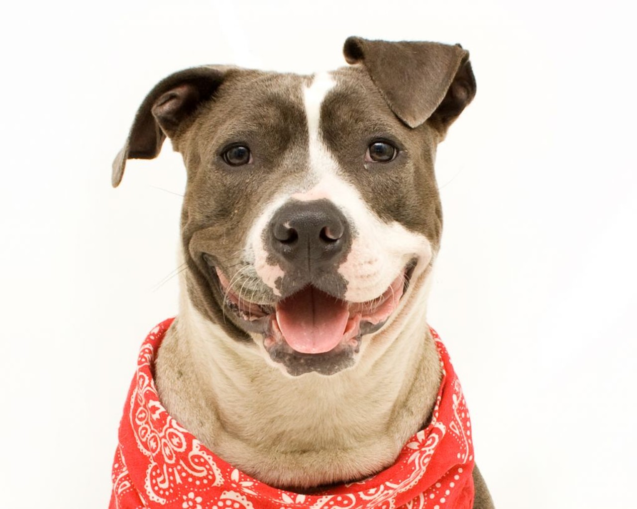19 adoptable dogs you could be petting right now at Orange County Animal Sevices