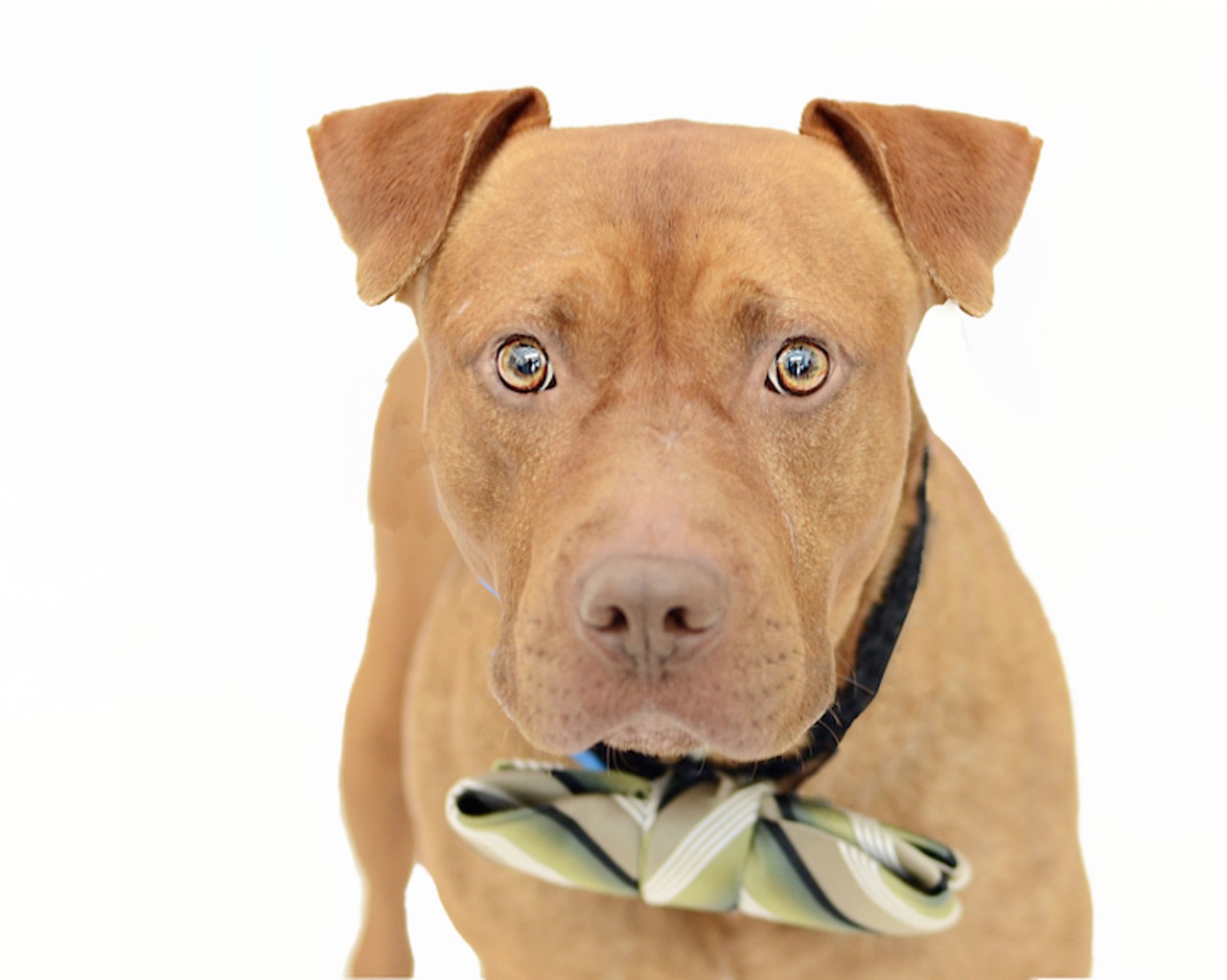 19 adoptable shelter dogs who believe in love at first sight