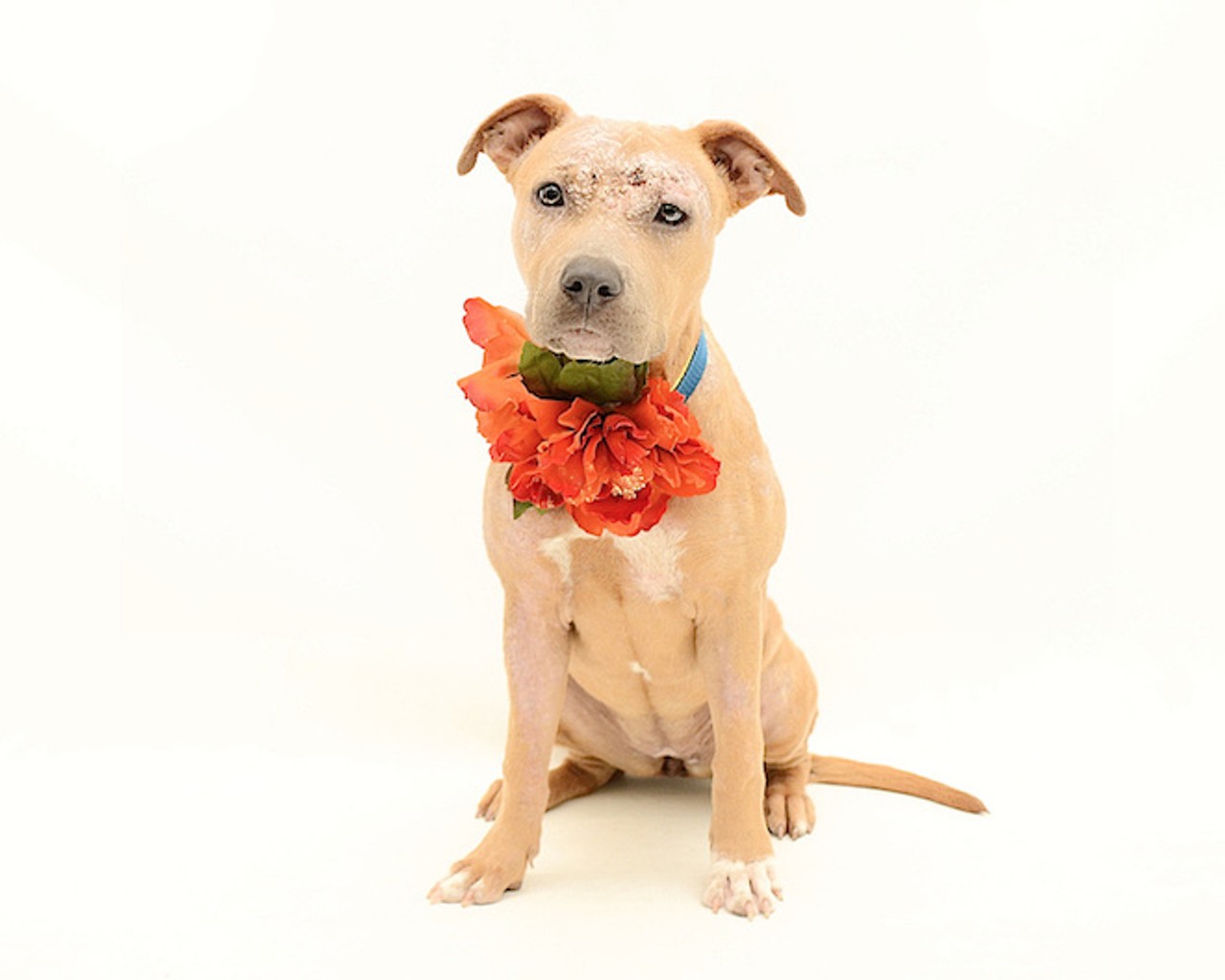 19 adorable adoptable dogs ready to go home with you for the holidays