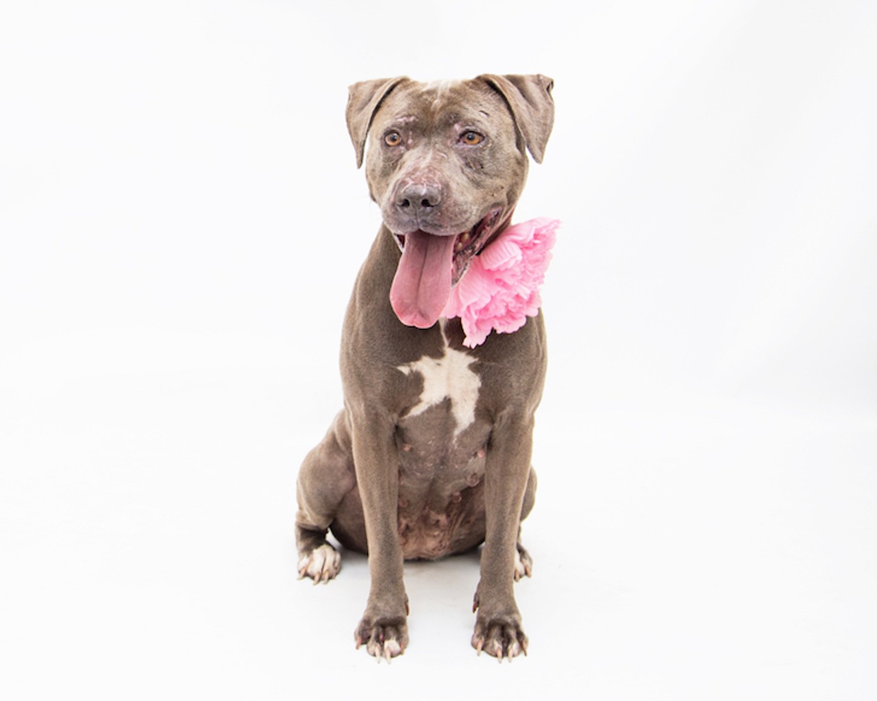 19 adorable and adoptable dogs in Orlando who need homes right now