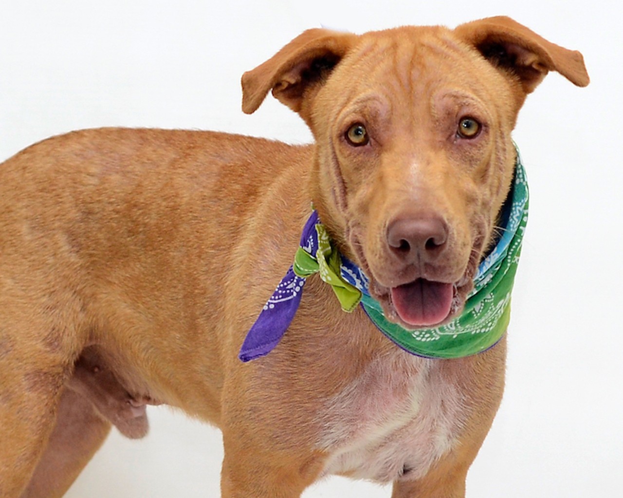 19 fun-loving shelter dogs that would be super happy to meet you