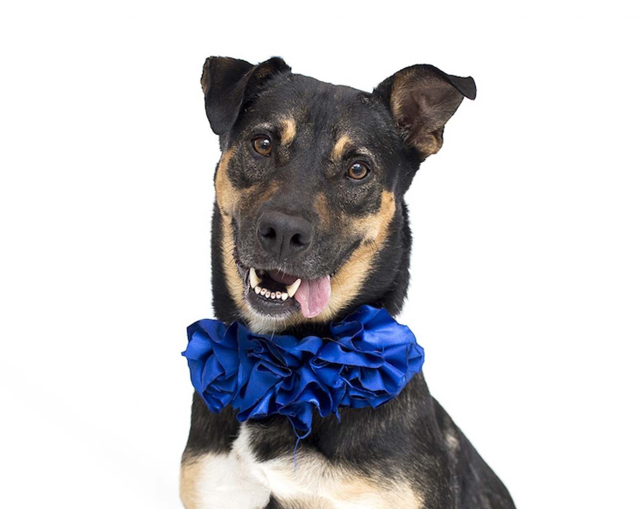 19 Orlando dogs just beggin' to be adopted