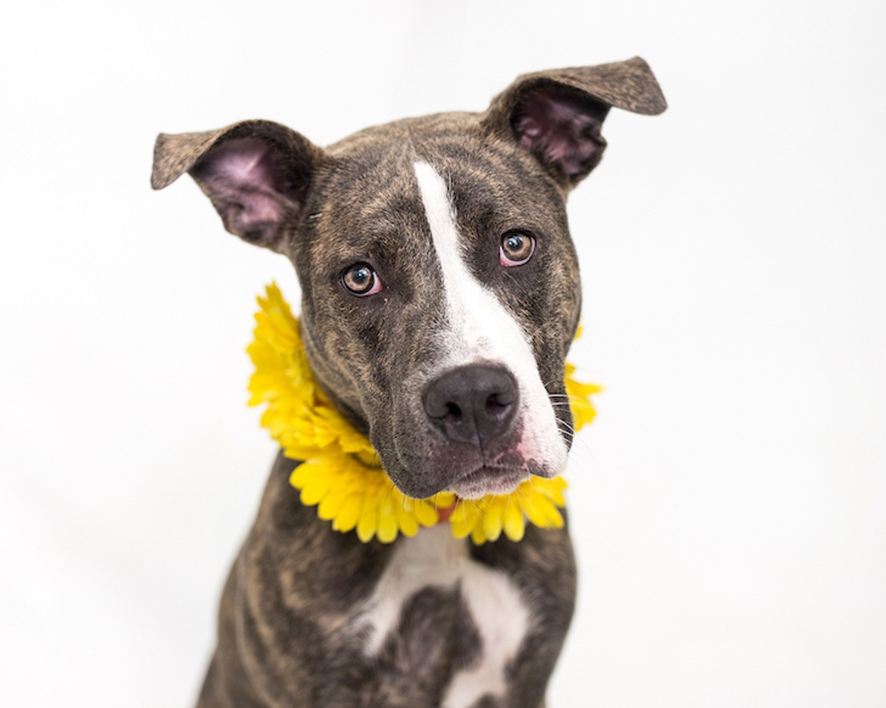 19 Orlando dogs just beggin' to be adopted