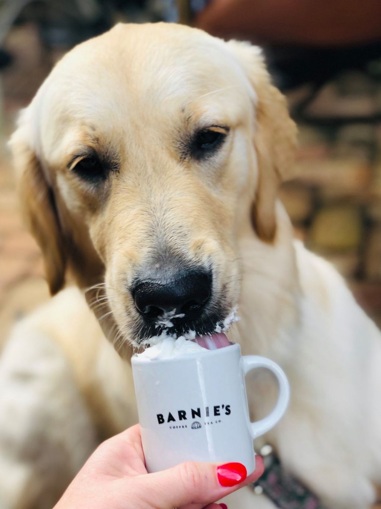 Bernie&#146;s Coffee and Tea Co. 
118 S Park Ave, Winter Park, FL 32789, (407) 629-0042
They roast their own coffee, create specialty drinks and offer delicious puppaccinos for all the doggies out there. They have an outdoor area where you and your pet can have a great time.
Photo via Bernie&#146;s Coffee and Tea Co./Facebook