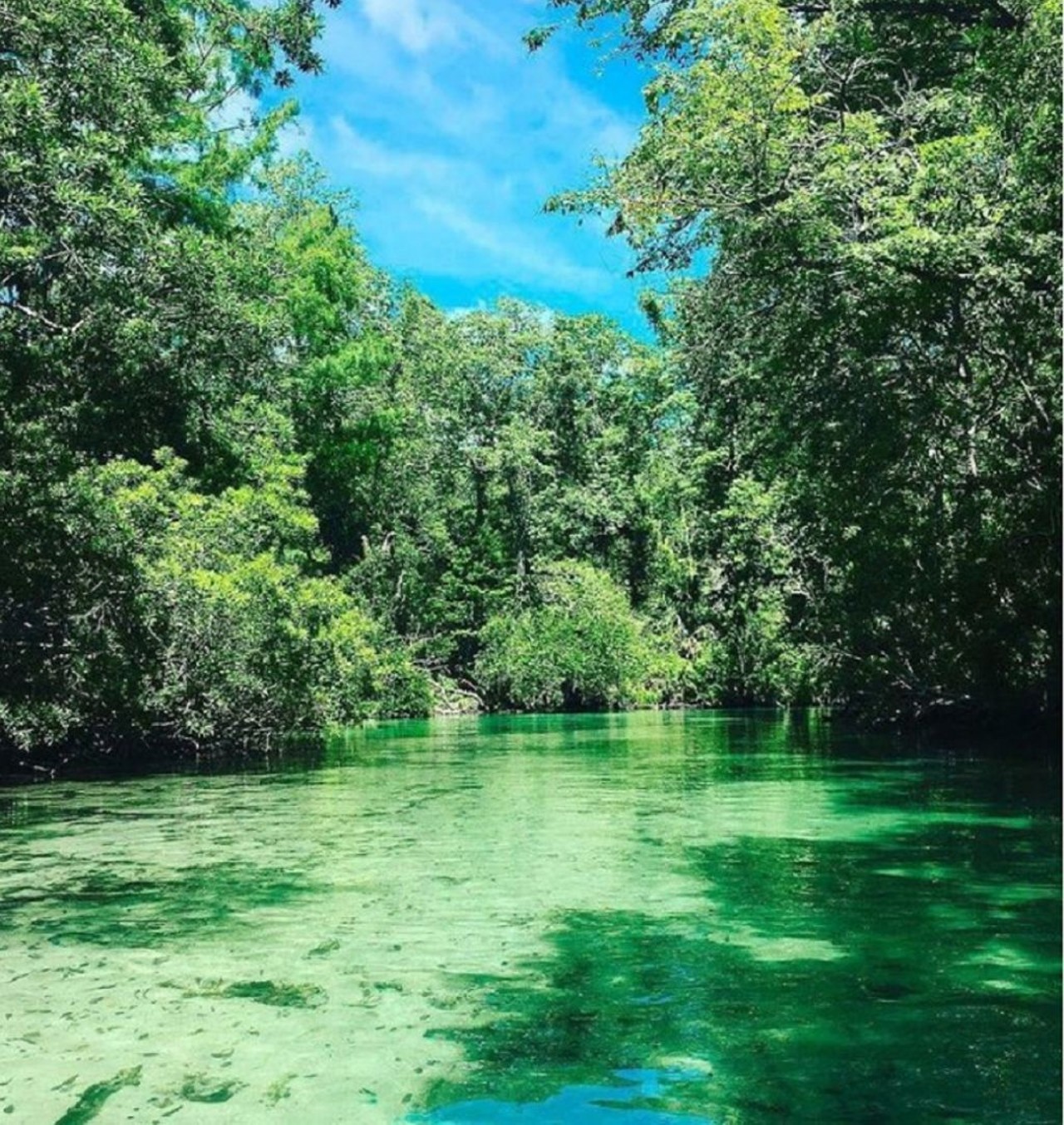 Weeki Wachee Springs State Park 
6131 Commercial Way, Spring Hill
With the return of the Weeki Wachi mermaids, guests can choose to relax by watching their splendid tricks, or take a tranquil kayak trip down the spring.
Photo via Florida State Parks/Instagram