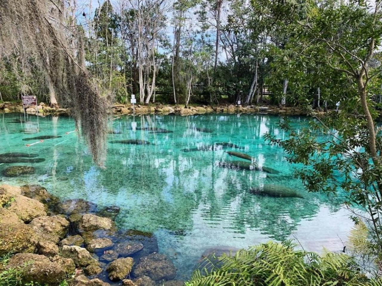 Three Sisters Springs
123 N.W. Highway 19, Crystal River
Three Sisters is an oasis off the beaten path. Guests have to kayak or boat to the spring, and it is well worth the trek to relax in these beautiful waters.
Photo via Three Sisters Springs/Instagram